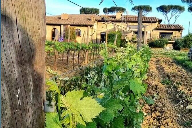 Chianti Classico wine Tour and Tasting - Who should book this Chianti Classico tasting tour?