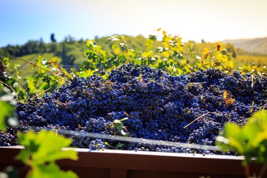 Chianti: Wine and Olive Oil Tasting with Cellar Tour - Key highlights you’ll care about