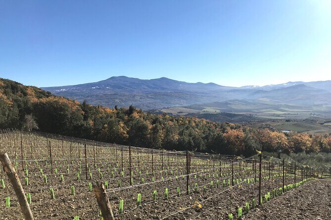 Discover Brunello Wines with DiWine Experience - Price and Value: What $294.34 Buys You