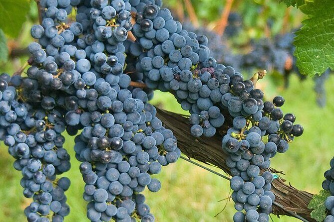 Discover Chianti Classico Wines DiWine Experience - What “learning Chianti Classico” really means in practice