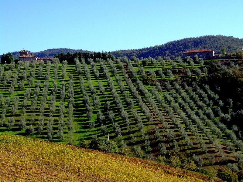 From Siena: Chianti and Castles Tour with Wine Tastings - Who This Tour Fits Best (And Who Should Think Twice)