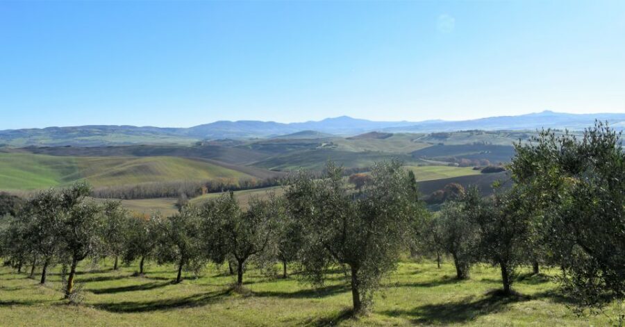 From Siena: Chianti Countryside E-Bike Tour w/ Lunch & Wine - Price and value: what $203.91 buys you