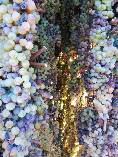 From Siena: Chianti Wine Tour with Lunch - Afternoon Wine Estate: Chianti Classico and Second-Act Producer Stories