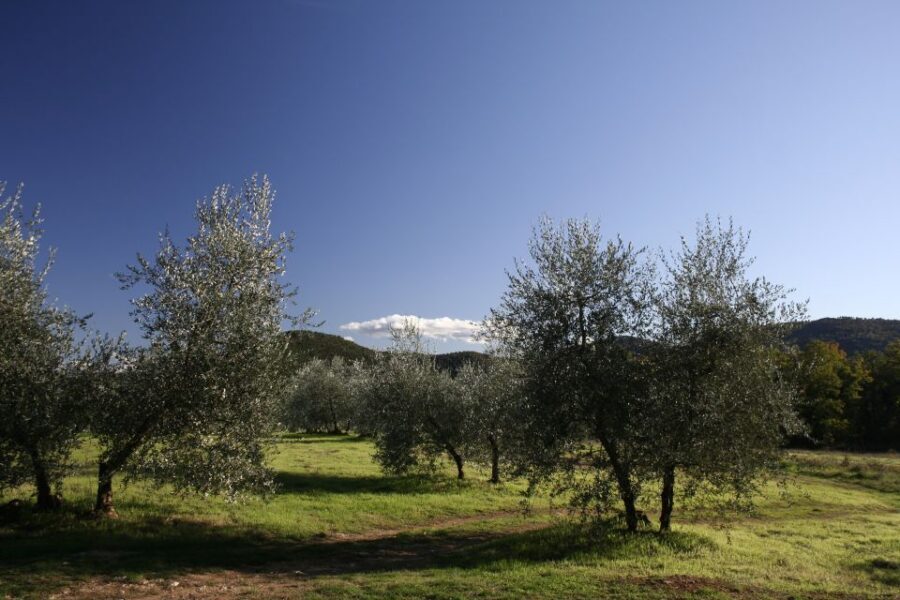 From Siena: Chianti Wine Tour with Lunch - A Day in Chianti: Forts, Cellars, and Hilltop Town Walking