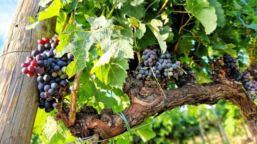 From Siena: Chianti Wine Tour with Lunch - The Drive Through Chianti: Olive Groves, Vineyards, and Old Rivalries