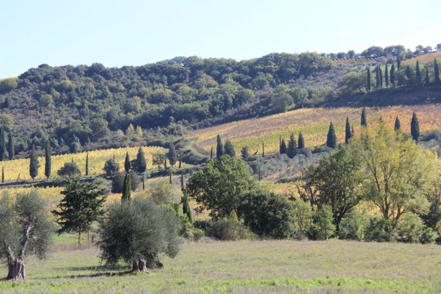 From Siena: Chianti Wine Tour with Lunch - Cellar Tastings With Local Producers: What You Should Pay Attention To