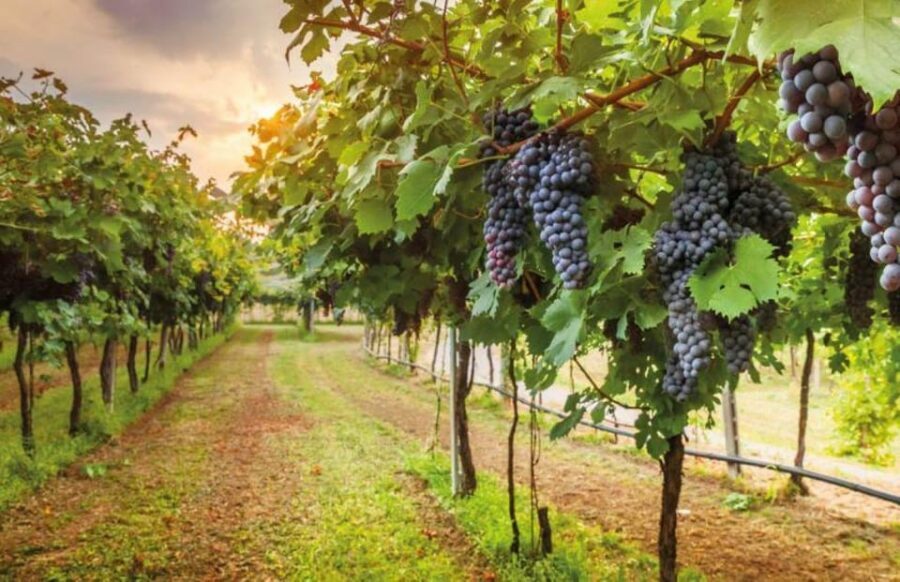 From Siena: San Gimignano, Chianti, and Montalcino Day Trip - Val d’Orcia UNESCO Drive: Scenic Time Between Stops
