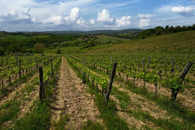 Guided Winery Tour and Wine Tasting in Siena - Stop 1 at the vineyard: organic agronomy and the vine’s biological cycle