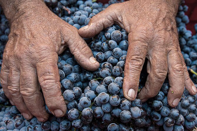 Montalcino: Brunello Wine Tasting Experience - Vineyard walk plus landscape views: the part that feels like a postcard