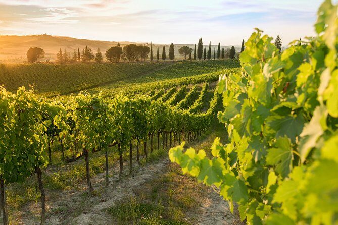 Montalcino: Brunello Wine Tasting Experience - The tasting flight: Brunello, Rosso, and IGT Sangiovese