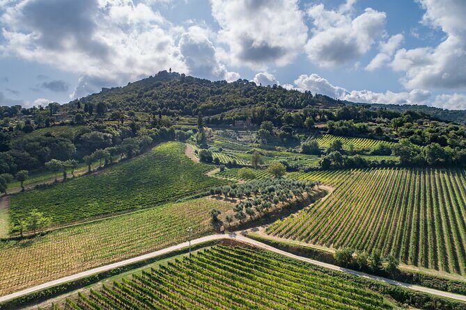 Montalcino: Cellar Tour, Brunello Tasting and Appetisers - Price and value: what $82.21 buys you in Montalcino