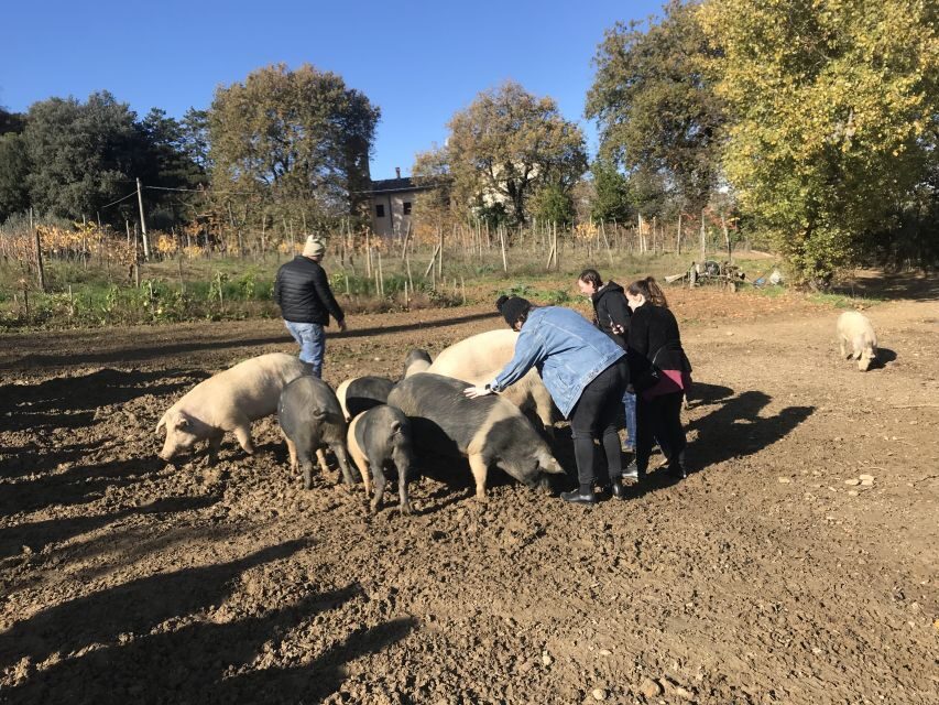 Montepulciano: Cinta Senese Tour With Food Tasting - The Food Tasting: Cold Cuts, Pecorino Boards, and Ribollita Bread Soup