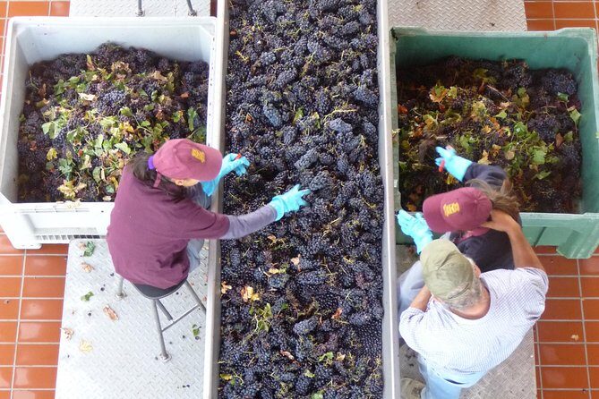 Pienza, Montalcino, Brunello Wine and Pecorino Cheese PRIVATE TOUR from FLORENCE - Vegetarian Plans and Comfort on an 8-Hour Day