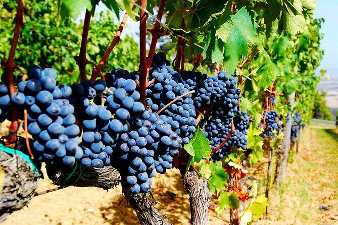 Pienza, Montalcino, Brunello Wine and Pecorino Cheese PRIVATE TOUR from FLORENCE - Capanna di Cencioni: The Brunello Tasting Part That Makes the Day Click