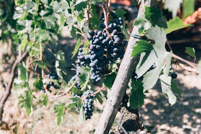 Private Ebike Tour in Chianti - Key things to know before you go