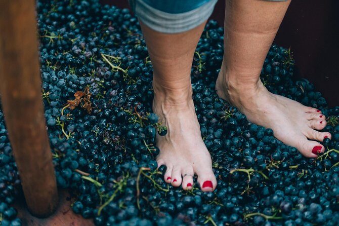 Private Grape stomping at Chianti Farmhouse - Logistics That Matter: Tickets, Timing, and How to Prepare