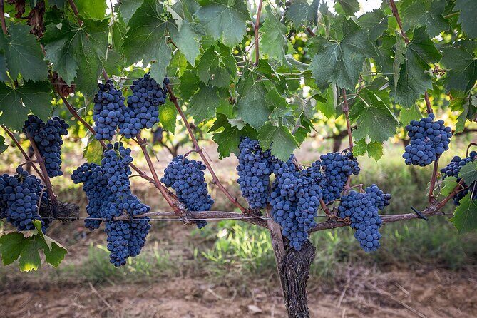 Private Premium Brunello Wine Tasting Tour & Food Pairing - The wine flight: how this Brunello lineup is actually paced