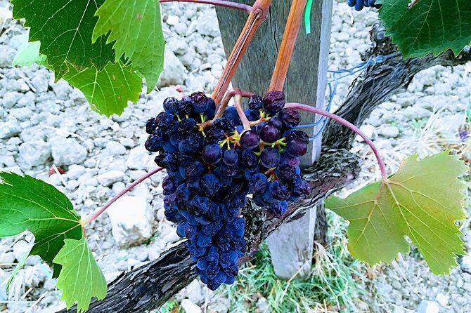 PRIVATE TOUR: Savor Exquisite Wines: Brunello & Nobile Wine Tour - Montepulciano: underground cellars, pici lunch, and a big tasting lineup