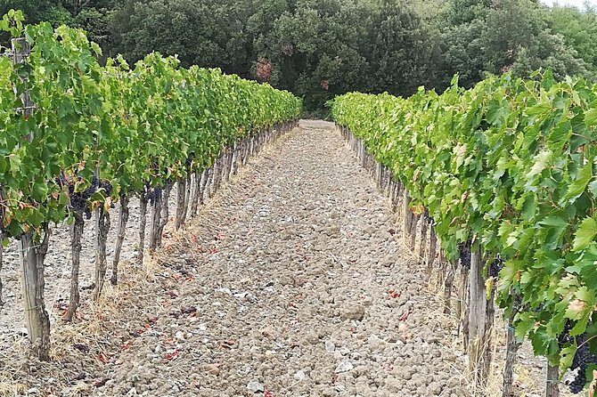 PRIVATE TOUR: Savor Exquisite Wines: Brunello & Nobile Wine Tour - Montalcino: family-run winery touring and the Brunello lineup