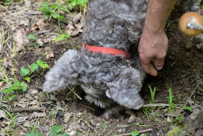 Private Truffle Hunting in Chianti - Key things to know before you go