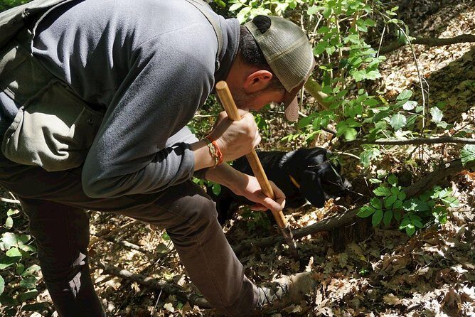 Private Truffle Hunting in Chianti - The dog-led forest hunt: what you should expect