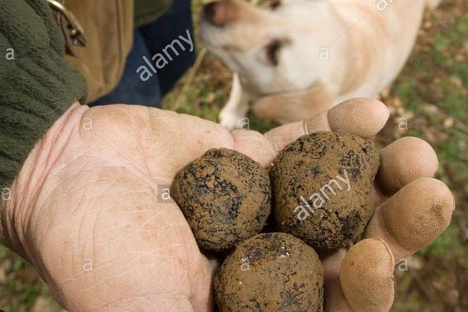 Private Truffle Hunting in Chianti - Learning olive oil and wine traditions along the way