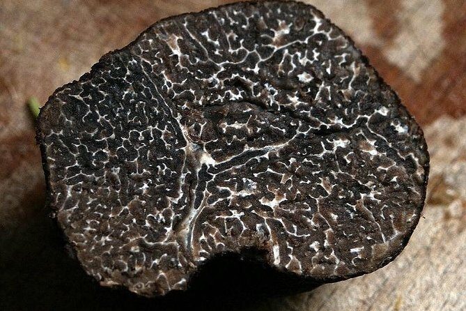 Private Truffle Hunting in Chianti - Transportation and timing: a half day that stays organized