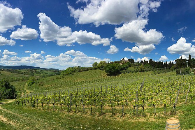 Siena: A Wine Tour and Tasting Experience - Stop 4: Light Tuscan Lunch Paired With Wine and Organic Olive Oil