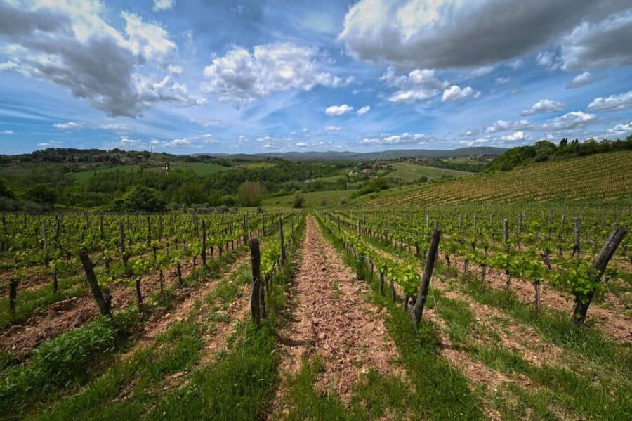 Siena: Educational Wine Tour & Tasting - Price and logistics for a 3-hour tour near Siena