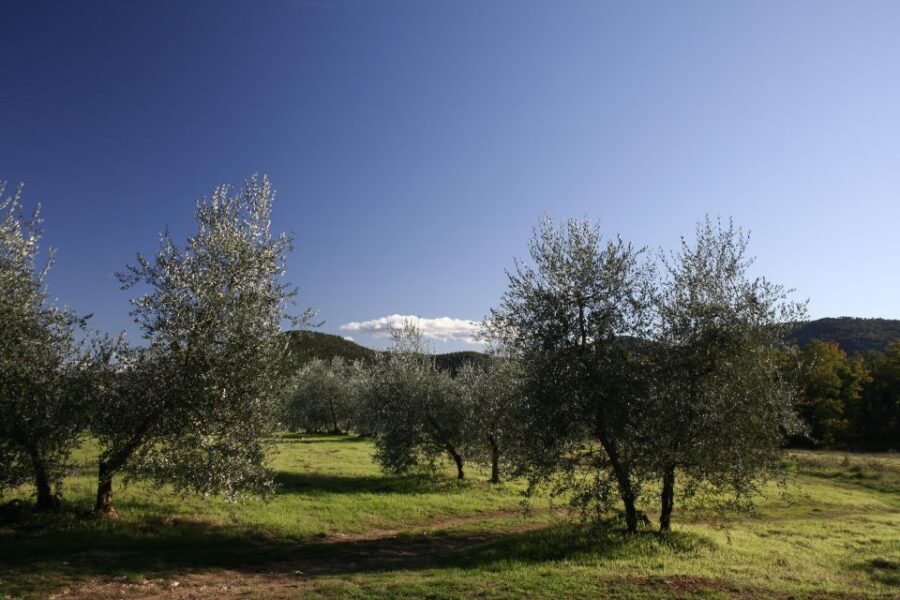 Siena: Half-day Guided Hike to Monteriggioni - Why This Siena-to-Monteriggioni Walk Feels Like a Time Skip