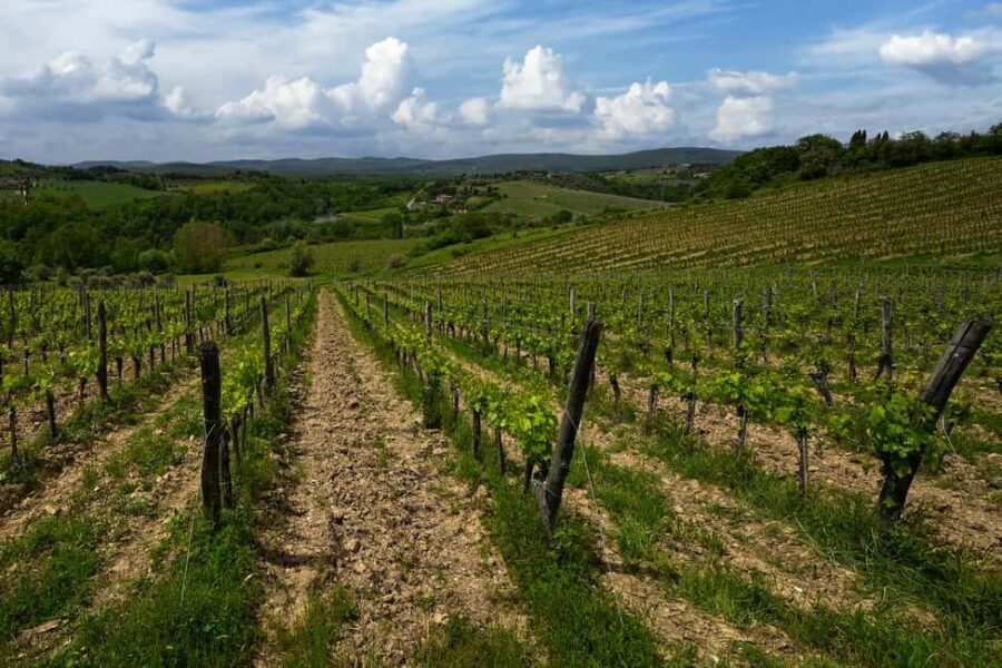 Siena: Organic Winery Tour and Wine Tasting - Should you book this organic winery tour in Siena?