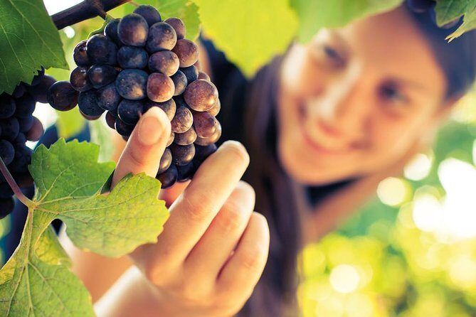 Signature Brunello di Montalcino Wine Tour from Siena - Should You Book This Brunello di Montalcino Tour from Siena?