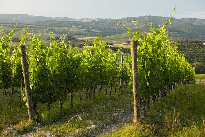 Small-Group Chianti Trip with Wine Tasting from Siena - The small-group advantage: up to 8 people, more room to breathe