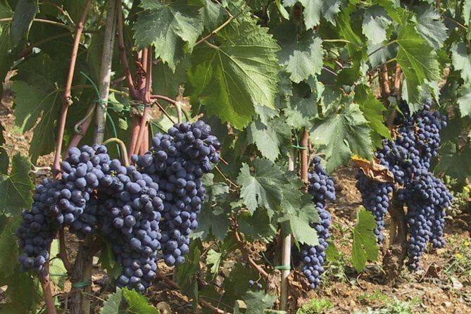 The Maremma - Maremma in one day: hot springs, Etruscans, and wine education