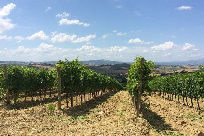 The Maremma - Cellar time: tastings paired with wine and local products