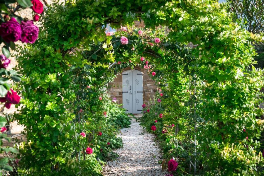 Total Immersion Wine Tour in Chianti - Vineyard Visit: Seeing Organic Agriculture Up Close