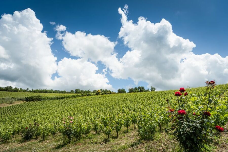 Total Immersion Wine Tour in Chianti - Snacks Pairing: Cheese, Salami, Bread, and Their Extra Virgin Olive Oil