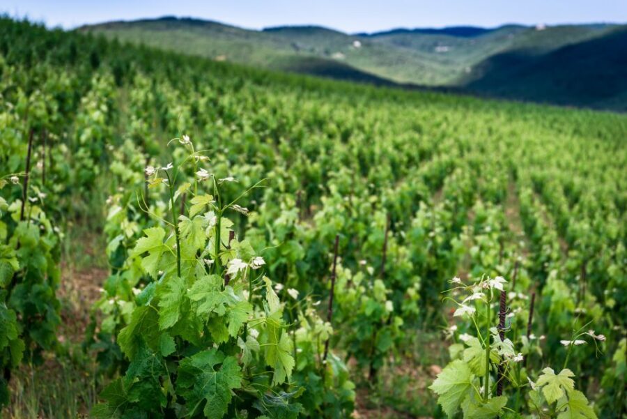 Total Immersion Wine Tour in Chianti - Grappa at the End: A Stronger Finish If You Want It