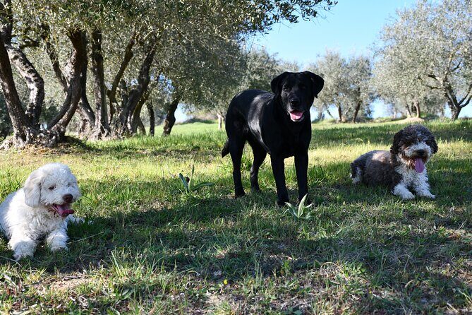 Truffle Hunting Experience Siena Tartufi - Why a truffle hunt near Siena feels practical, not touristy