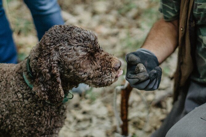 Truffle Hunting in Tuscany - Key things that make Truffle Hunting in Tuscany worth your time