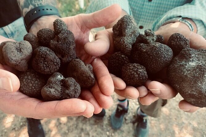 Truffle Hunting in Tuscany - Small-group pace: 14 people changes the feel