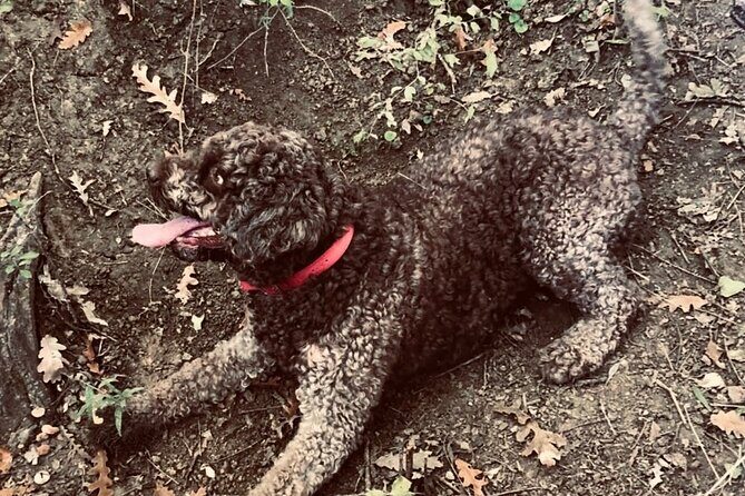 Truffle Hunting in Tuscany - How to decide if this tour is for you