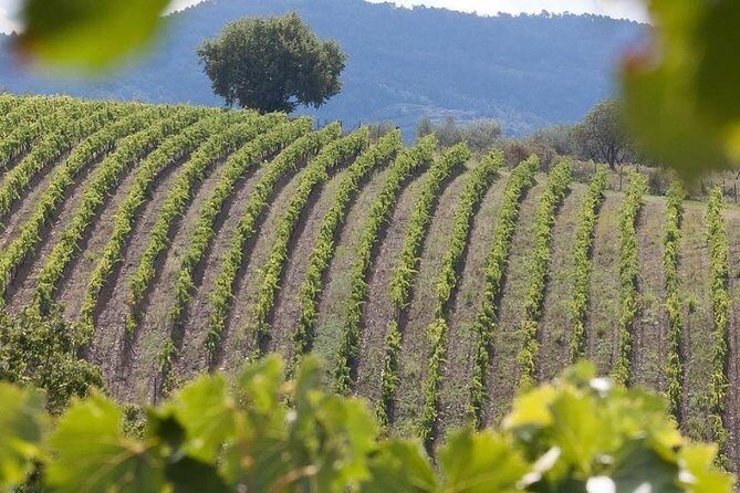 Vespa Tour in Chianti Small Group from Florence - Stop 1: Chiantigiana Hills and the Ride Toward Radda in Chianti