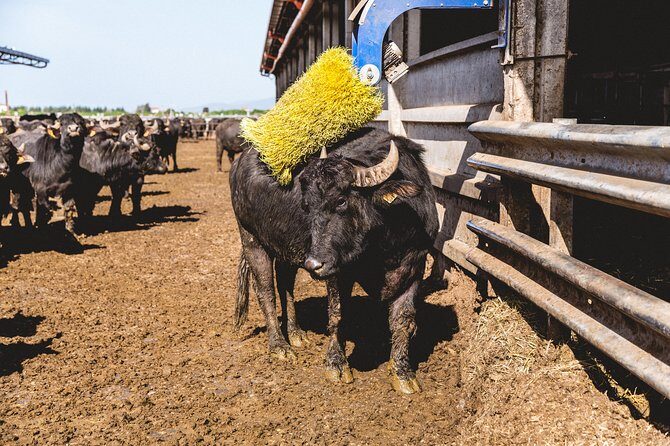 Visit to the Bufale and Dairy farm with cheese tasting - Key highlights at La Maremmana