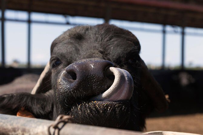 Visit to the Bufale and Dairy farm with cheese tasting - Why buffalo cheese tastes different on a working farm